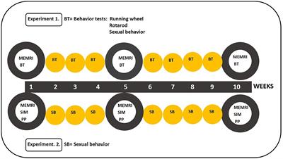 Identification of neural circuits controlling male sexual behavior and sexual motivation by manganese-enhanced magnetic resonance imaging